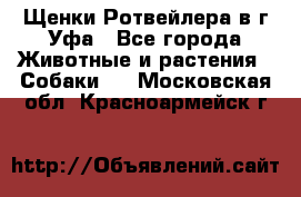 Щенки Ротвейлера в г.Уфа - Все города Животные и растения » Собаки   . Московская обл.,Красноармейск г.